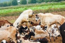 铁树怎么养，盆栽铁树的养殖方法和注意事项/光照要充足