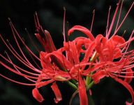 曼珠沙华的花语及其象征意义，曼珠沙华和彼岸花的关系