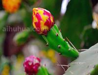 梨果仙人掌的生态习性