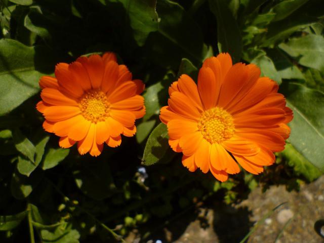 万寿菊的叶子发黄怎么办，万寿菊叶子发黄的注意事项/遮阴