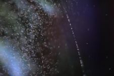 网纹草有什么作用，网纹草对人有什么好处/可净化空气