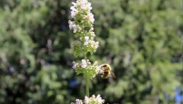 猫薄荷 猫薄荷百科