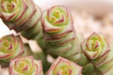 多肉植物钱串子的养殖方法和注意事项