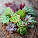 下雨天能不能给室内多肉浇水?浇水后会黑腐吗