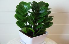 金钱树烂根怎么补救？金钱树烂根了怎么办？金钱树烂根怎么处理？