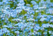 勿忘我的花语，勿忘我的传说故事