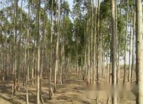 [了解桉树]桉树有毒吗